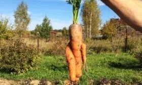 урожай Деревенской