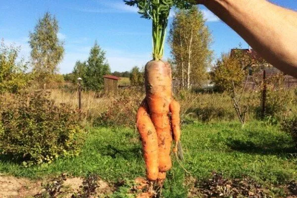 урожай Деревенской