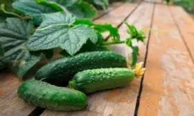 Характеристика внешнего вида растения и зеленцов