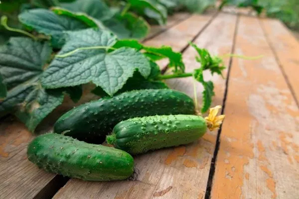 Характеристика внешнего вида растения и зеленцов