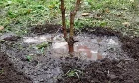 Уход за Вулканом