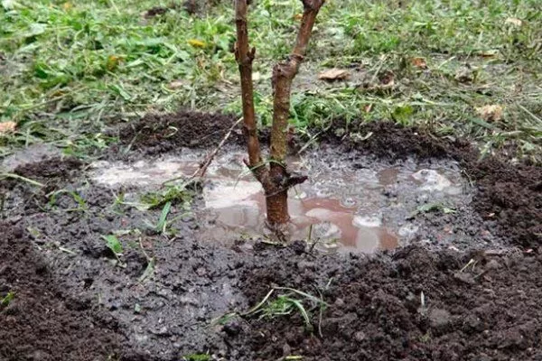 Уход за Вулканом