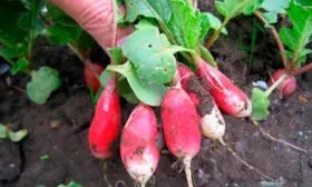 Вкусовые качества и применение