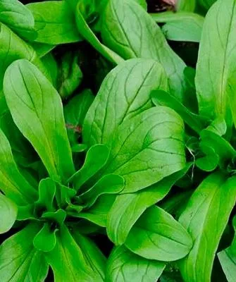 Представление о сорте