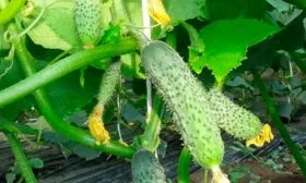 Созревание и плодоношение, продуктивность