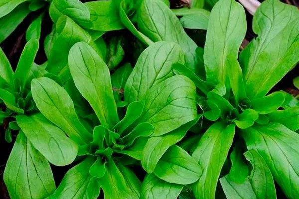 Представление о сорте