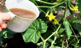 подкормка Вьюги