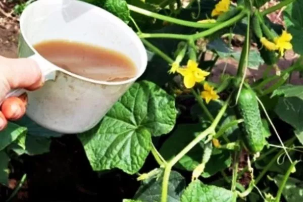 подкормка Вьюги