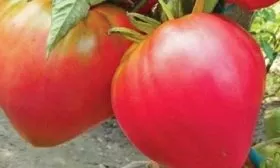 Абаканский розовый, аналог Фатимы