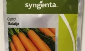 сорт Наталья от Сингента