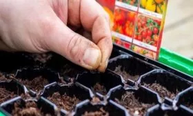 посев семян Фатимы на рассаду