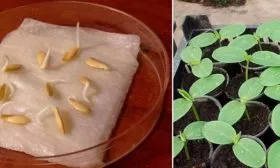 семенами на рассаду