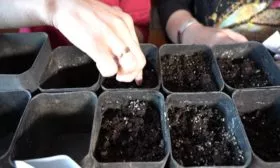 подготовка посадочных ёмксотей и субстрата для выращивания Фатимы