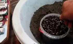 Семенное размножение