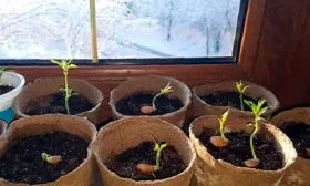 Семенное размножение Персик Донецкий жёлтый