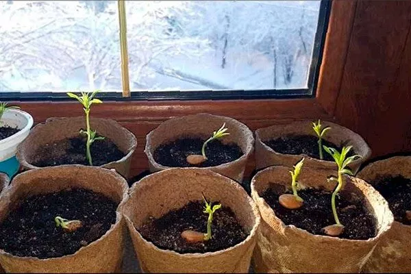 Семенное размножение Персик Донецкий жёлтый