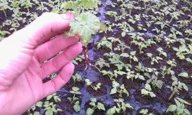 Семенной способ Малина Глен Кое