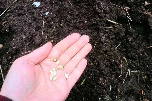 Семенной способ