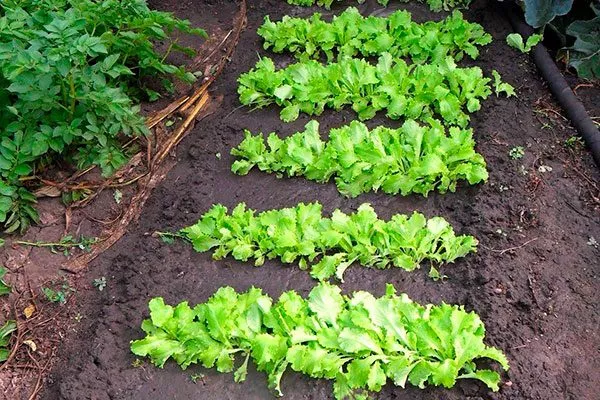 сев на открытом участке