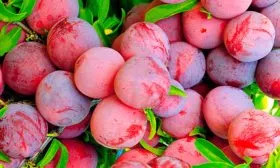 Сбор урожая