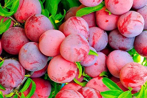 Сбор урожая