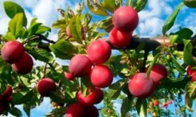 Описание дерева