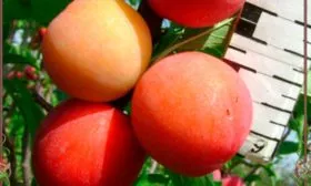 Вкус и назначение