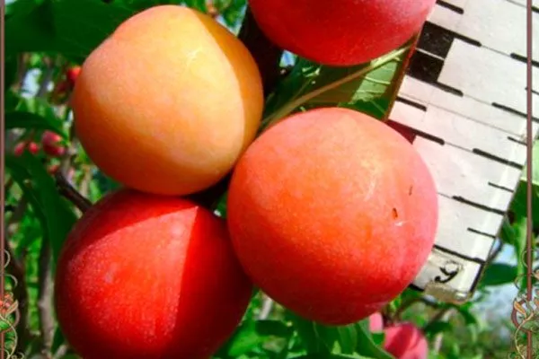 Вкус и назначение