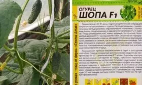 Сведения о сорте Шопа