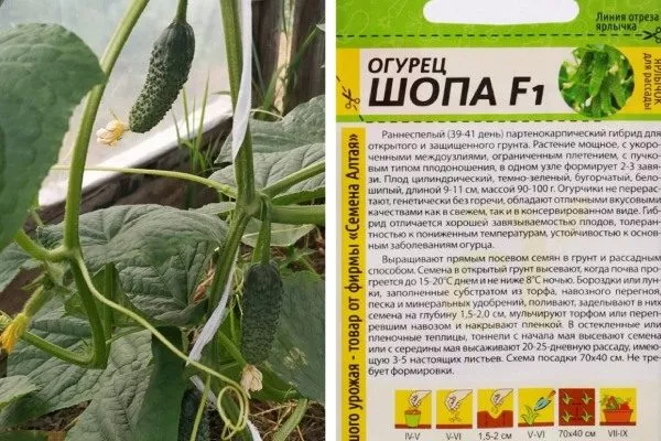 Сведения о сорте Шопа