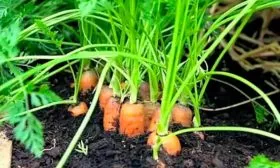 слишком плотная рассадка