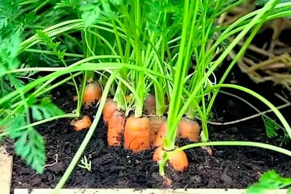 слишком плотная рассадка