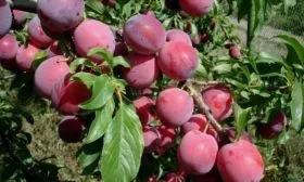 дерево сорта Антонина