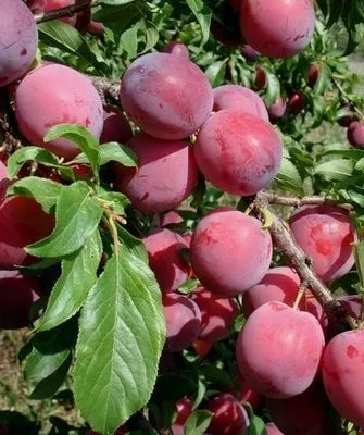 дерево сорта Антонина