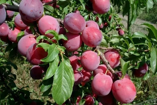 дерево сорта Антонина