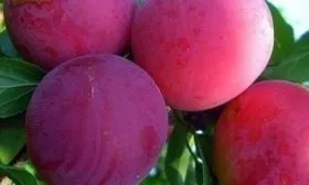 плоды сорта Антонина