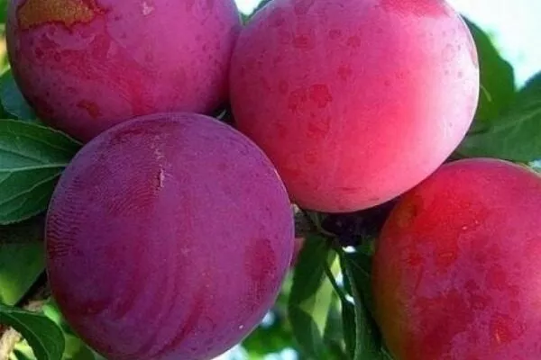 плоды сорта Антонина