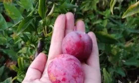 слива сорта Антонина