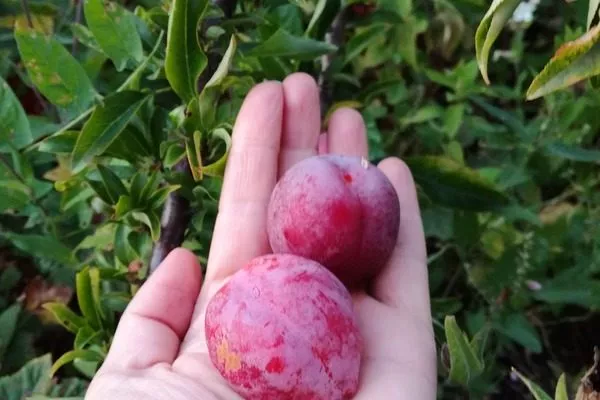 слива сорта Антонина