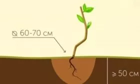 посадка сливы Антонина