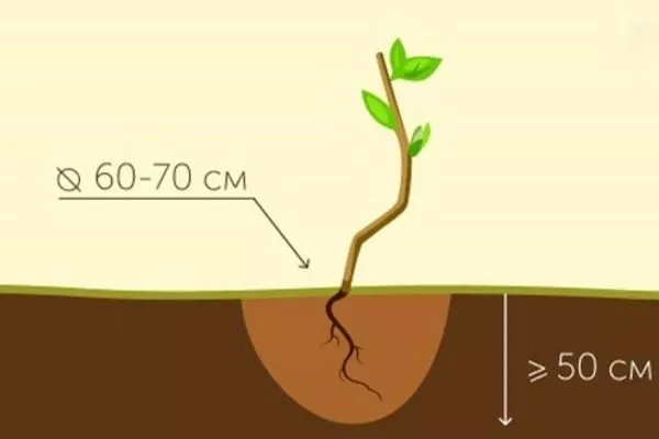 посадка сливы Антонина