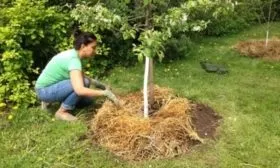 мульчирование приствольного круга сливы Антонина соломой