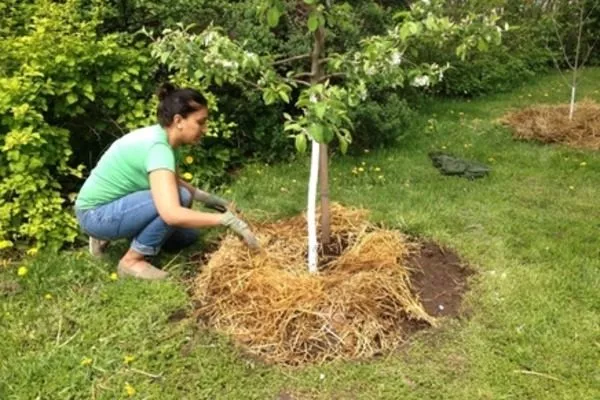 мульчирование приствольного круга сливы Антонина соломой