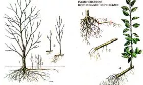 размножение сливы Антонина