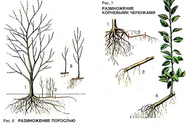 размножение сливы Антонина
