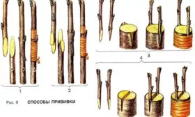 размножение сливы Антонина прививкой