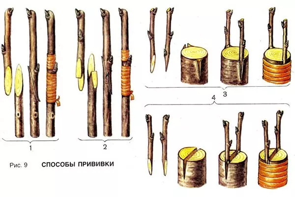 размножение сливы Антонина прививкой