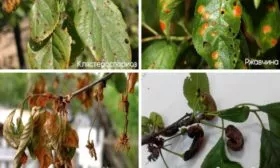 болезни сливы Антонина