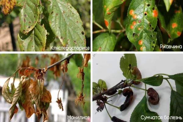 болезни сливы Антонина