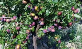 дерево сливы Алёнушка